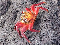 Krab (Sally Lightfoot Crab)